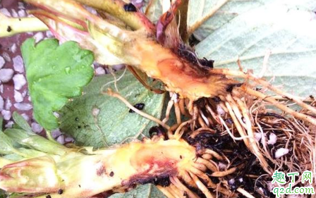 根腐病是真菌还是细菌 根腐病用什么治疗效果最好