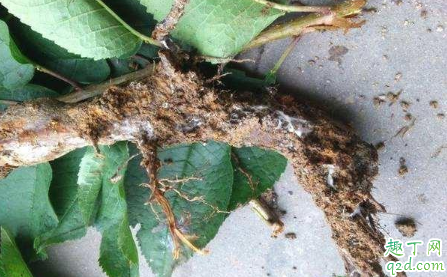 根腐病是真菌还是细菌 根腐病用什么治疗效果最好