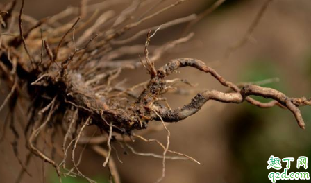 根腐病是真菌还是细菌 根腐病用什么治疗效果最好