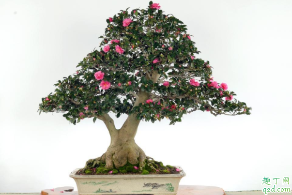 茶花盆土太湿如何改善 茶花应该换什么样的盆合适