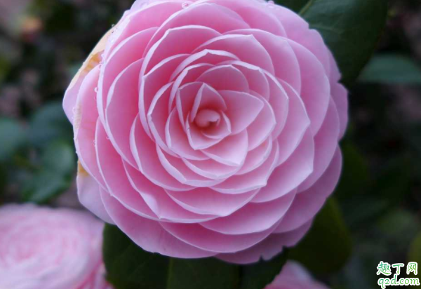 茶花盆土太湿如何改善 茶花应该换什么样的盆合适