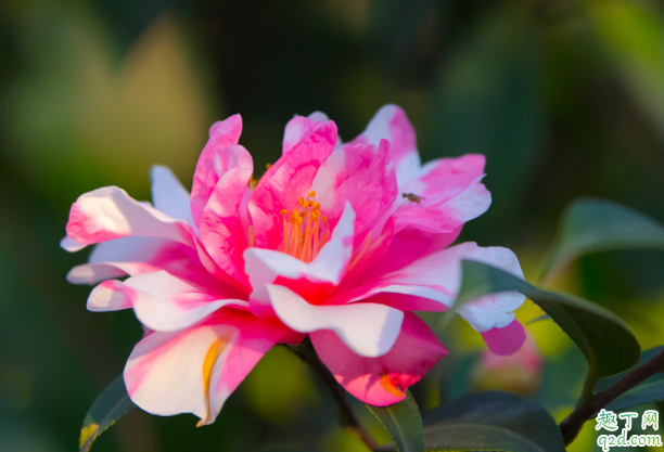 茶花盆土太湿如何改善 茶花应该换什么样的盆合适