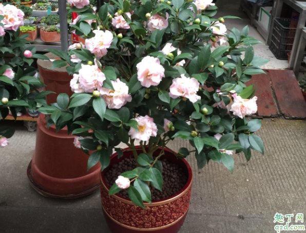 茶花盆土太湿如何改善 茶花应该换什么样的盆合适