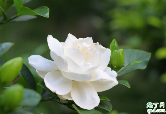 栀子花叶子变黄脱落怎么弄的 栀子花黄叶枯叶怎么办