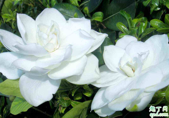 栀子花叶子变黄脱落怎么弄的 栀子花黄叶枯叶怎么办