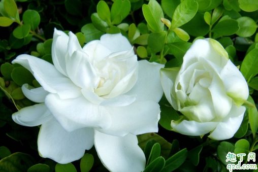 栀子花叶子变黄脱落怎么弄的 栀子花黄叶枯叶怎么办