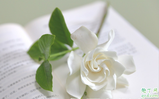 栀子花冬天能露养吗 栀子花怎么养得好