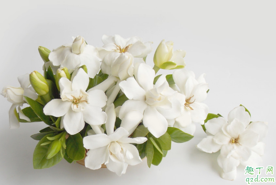 栀子花冬天能露养吗 栀子花怎么养得好