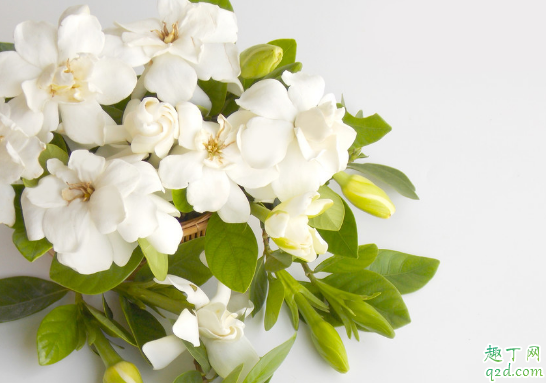 栀子花冬天能露养吗 栀子花怎么养得好