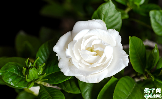 栀子花几月份长小花苞 如何使栀子花多开花