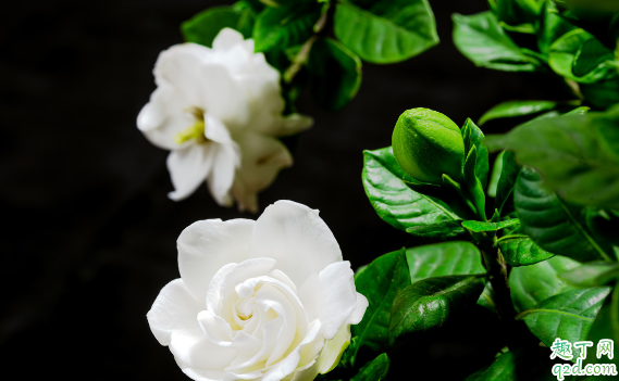 栀子花几月份长小花苞 如何使栀子花多开花