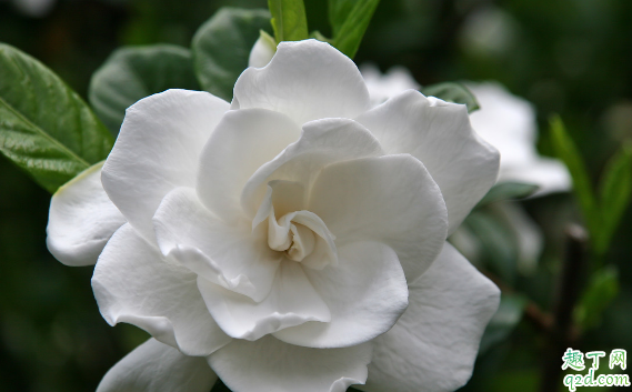 栀子花几月份长小花苞 如何使栀子花多开花