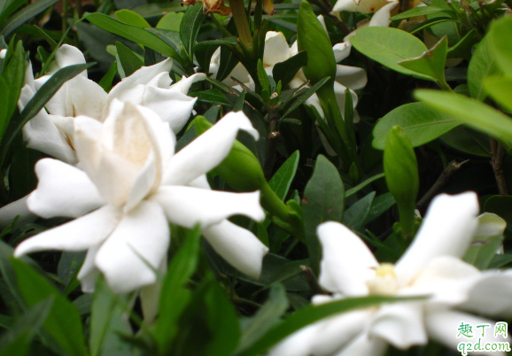 桅子花叶片卷曲原因有哪些呢 桅子花叶片卷曲怎么办