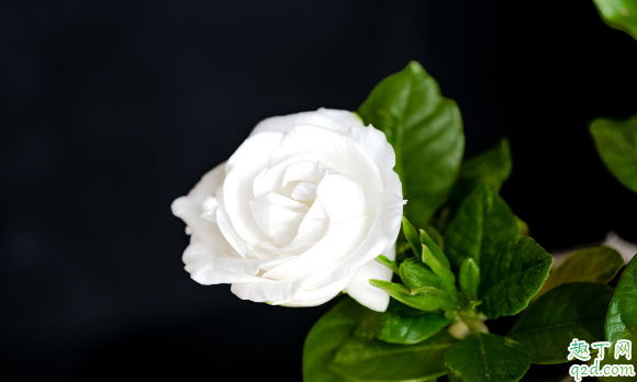 桅子花叶片卷曲原因有哪些呢 桅子花叶片卷曲怎么办