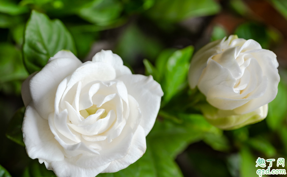 桅子花叶片卷曲原因有哪些呢 桅子花叶片卷曲怎么办