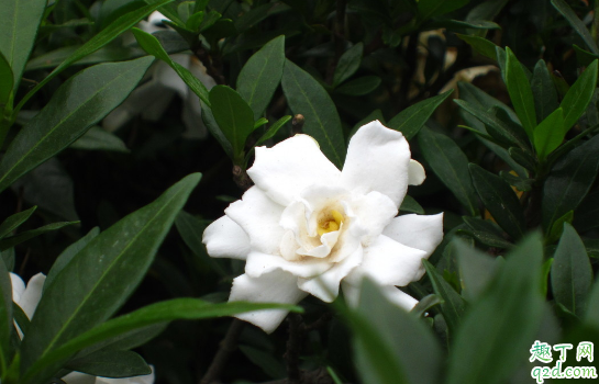 栀子花什么时候都可以换盆吗 新换盆的栀子花叶子发黄怎么办