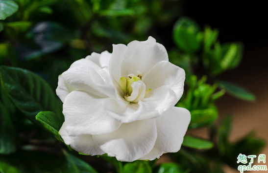 栀子花什么时候都可以换盆吗 新换盆的栀子花叶子发黄怎么办
