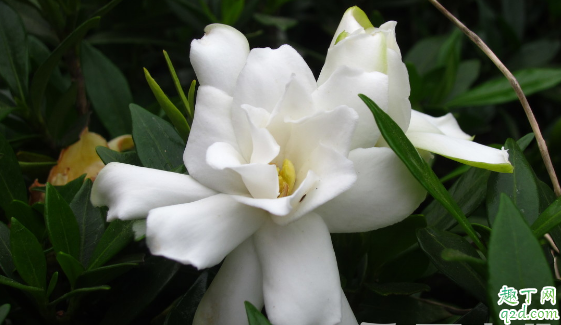 扦插的栀子花容易成活吗 栀子花扦插需要注意什么