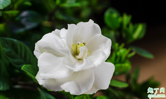 扦插的栀子花容易成活吗 栀子花扦插需要注意什么