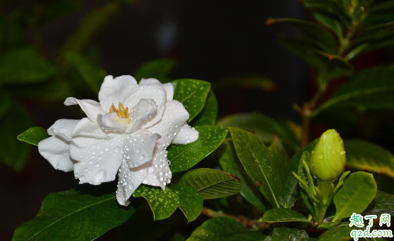 扦插的栀子花容易成活吗 栀子花扦插需要注意什么