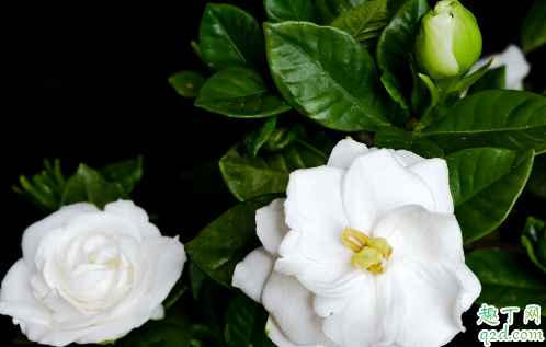 栀子花为啥会烂根 栀子花烂根了怎么处理最好