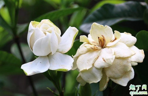 栀子花为啥会烂根 栀子花烂根了怎么处理最好