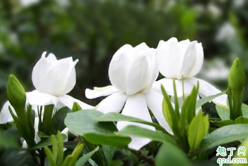 栀子花为啥会烂根 栀子花烂根了怎么处理最好