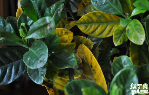 栀子花黑叶了是怎么回事 栀子花叶子发黑该怎么补救