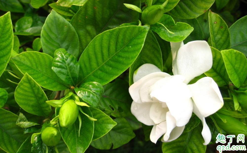 栀子花黑叶了是怎么回事 栀子花叶子发黑该怎么补救