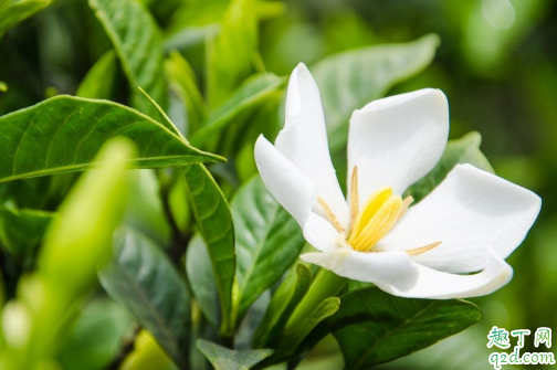 栀子花黑叶了是怎么回事 栀子花叶子发黑该怎么补救