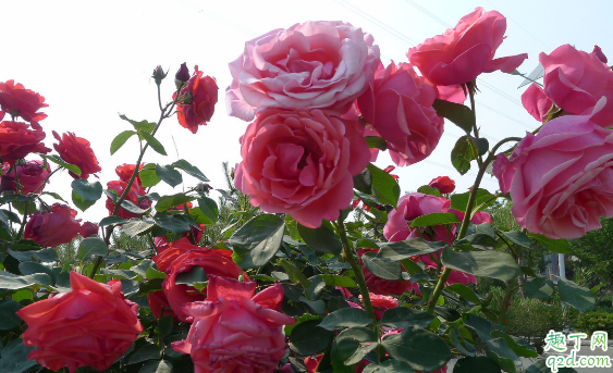 月季花插枝能活吗 月季花几月份扦插成活率最高