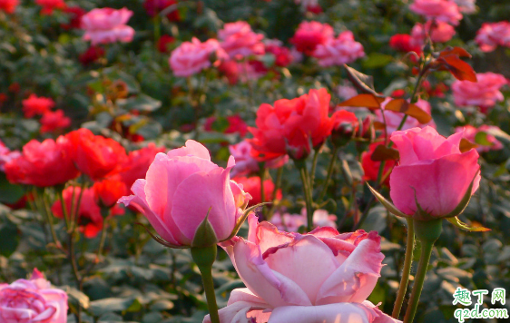 月季花插枝能活吗 月季花几月份扦插成活率最高