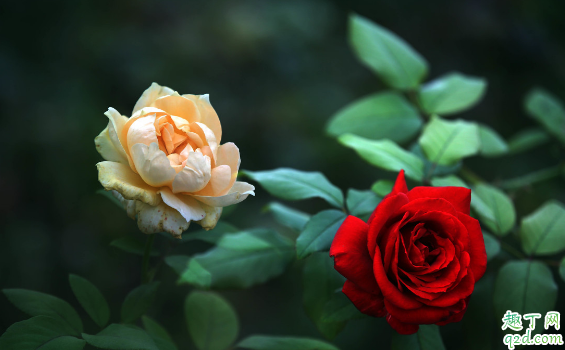 月季花插枝能活吗 月季花几月份扦插成活率最高