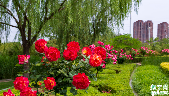 月季花冬天放室外养行吗 冬季养月季要注意什么