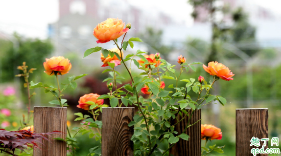 月季花冬天放室外养行吗 冬季养月季要注意什么