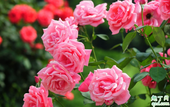 月季花冬天放室外养行吗 冬季养月季要注意什么