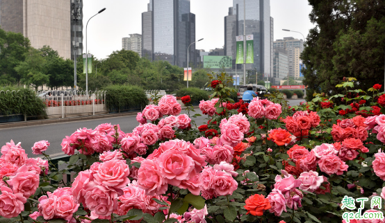 月季叶子发黄有黑点是咋回事 月季叶子发黄有黑点怎么处理