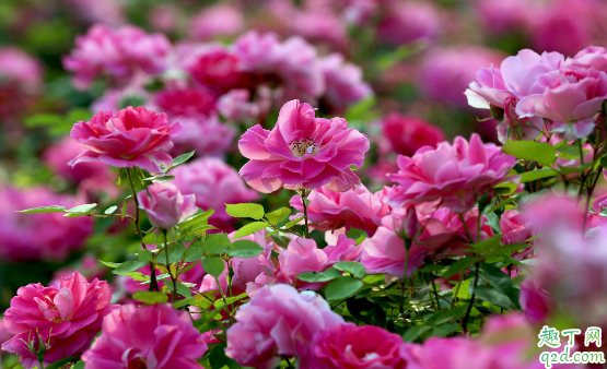 月季叶子发黄有黑点是咋回事 月季叶子发黄有黑点怎么处理