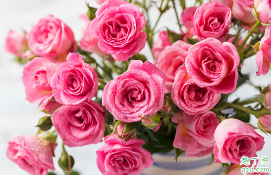 月季叶子发黄有黑点是咋回事 月季叶子发黄有黑点怎么处理