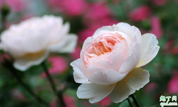 月季新叶发黑是怎么回事 月季花发的新芽发黑怎么办