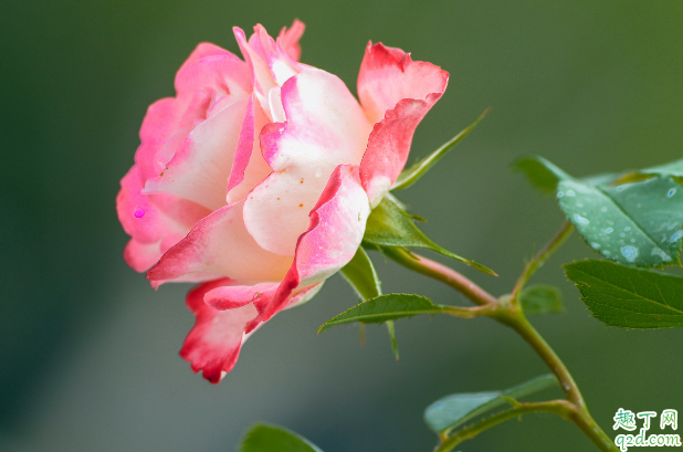 月季新叶发黑是怎么回事 月季花发的新芽发黑怎么办