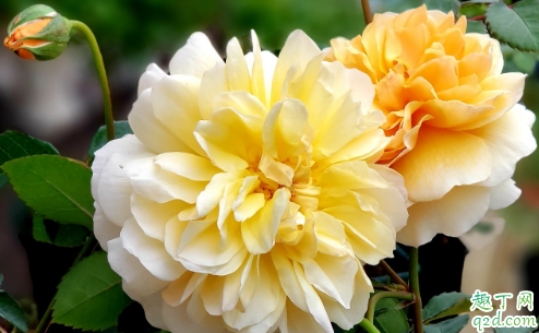 冬季月季还要施肥吗 施什么肥让月季花又多又大