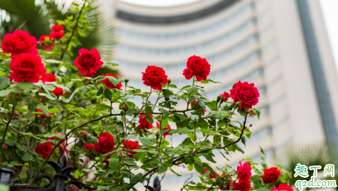 冬季月季还要施肥吗 施什么肥让月季花又多又大