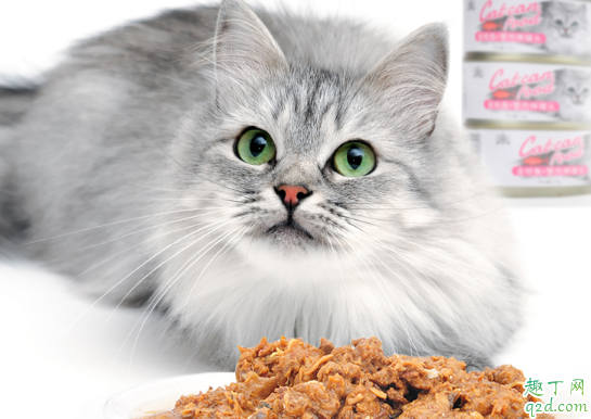 猫咪有必要吃罐头吗 猫猫天天吃罐头好不好