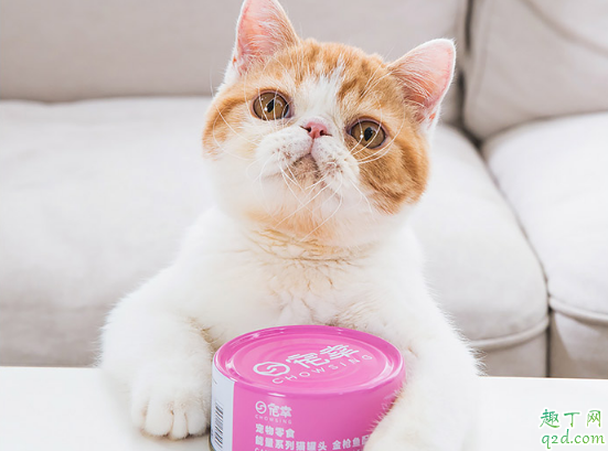猫咪有必要吃罐头吗 猫猫天天吃罐头好不好