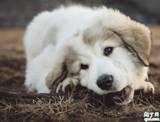 狗狗被烫伤怎么处理 狗狗烫伤了可不可以用红霉素软膏