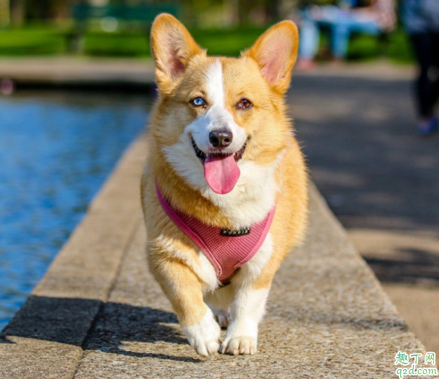 狗狗被烫伤怎么处理 狗狗烫伤了可不可以用红霉素软膏