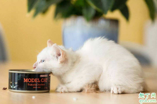 未拆封的过期罐头能给猫吃吗 怎么看猫罐头是不是过期了