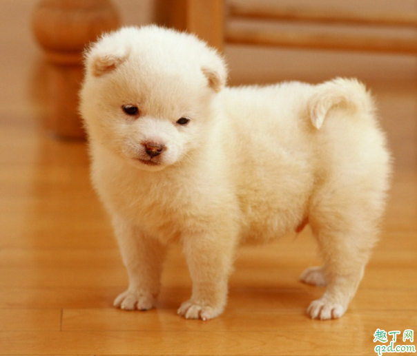 如何给狗清洗耳朵 宠物狗的耳朵怎么清理