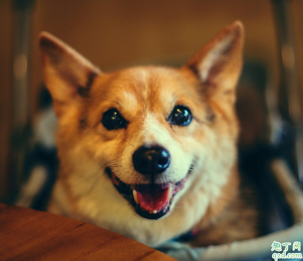 如何给狗清洗耳朵 宠物狗的耳朵怎么清理